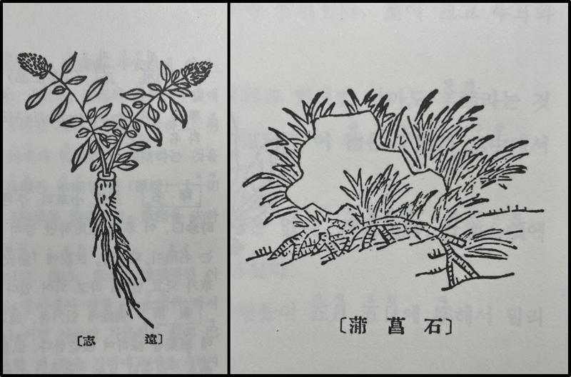 <본초강목>에 그려진 원지(遠志, 왼쪽)와 석창포(石菖蒲). 원지와 석창포는 총명탕(聰明湯)의 주 원료로 사용되었다.