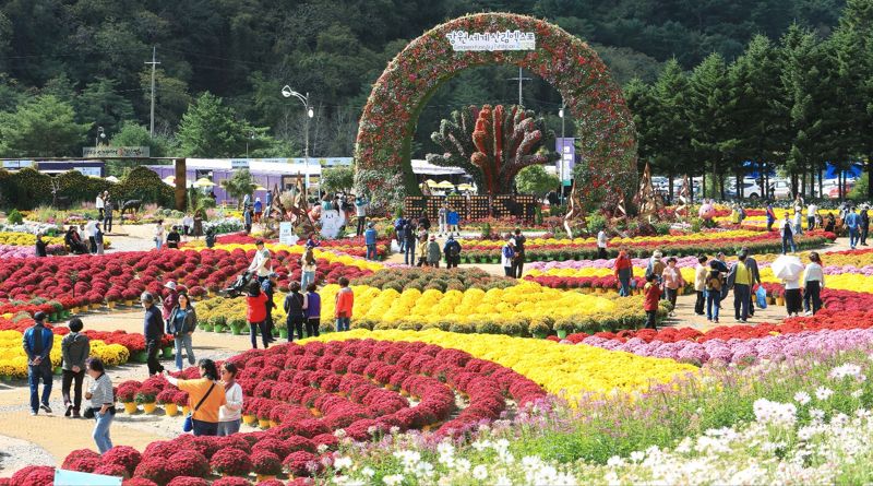 인제군 용대관광지 일원에서 강원세계산림엑스포 일환으로 가을꽃 축제가 열리고 있는 가운데 많은 관람객들이 꽃을 구경하고 있다.<div id='ad_body3' class='mbad_bottom' ></div> 인제군 제공