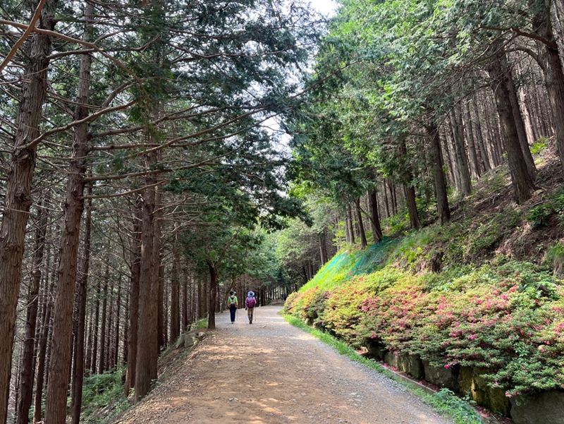 황령산 편백숲 전경. 남구청 제공