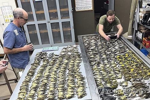 시카고 자연사 박물관의 조류 전문가들이 맥코믹플레이스 유리벽에 충돌해 폐사한 철새 1000마리를 확인하고 있다./사진=연합뉴스
