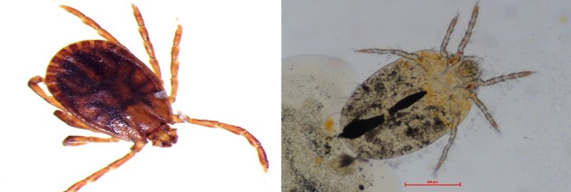 [안동=뉴시스] 작은소피참진드기(왼쪽)와 털진드기. (사진= 뉴시스 DB) 2023.10.11
