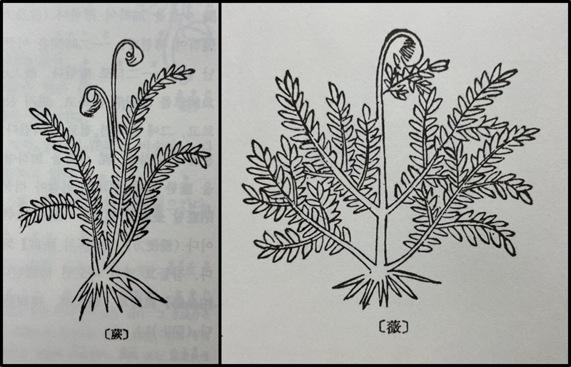 <본초강목>에 그려진 궐(蕨, 고사리)(왼쪽)과 미(薇, 고비). 고사리와 고비는 둘 다 양치식물로 비슷하게 생겼다. 다만, 고사리는 생으로 섭취하면 안된다.