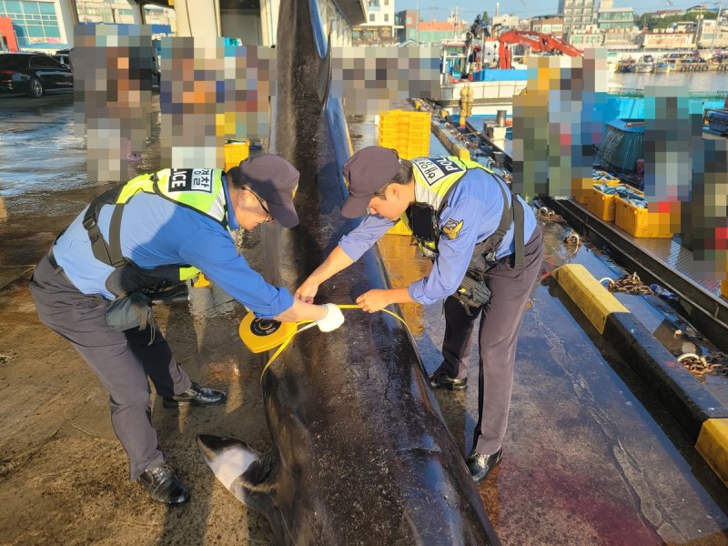 강릉 주문진 해상에서 혼획된 밍크고래 [속초해양경찰서 제공. 재판매 및 DB 금지]