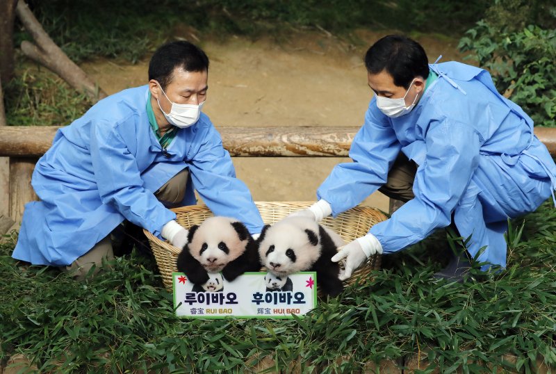 [용인=뉴시스] 최동준 기자 = 12일 경기 용인시 에버랜드 동물원 판다월드에서 판다 커플 러바오와 아이바오 사이에서 태어난 쌍둥이 아기 판다 루이바오, 후이바오가 공개되고 있다. 2023.10.12. photocdj@newsis.com