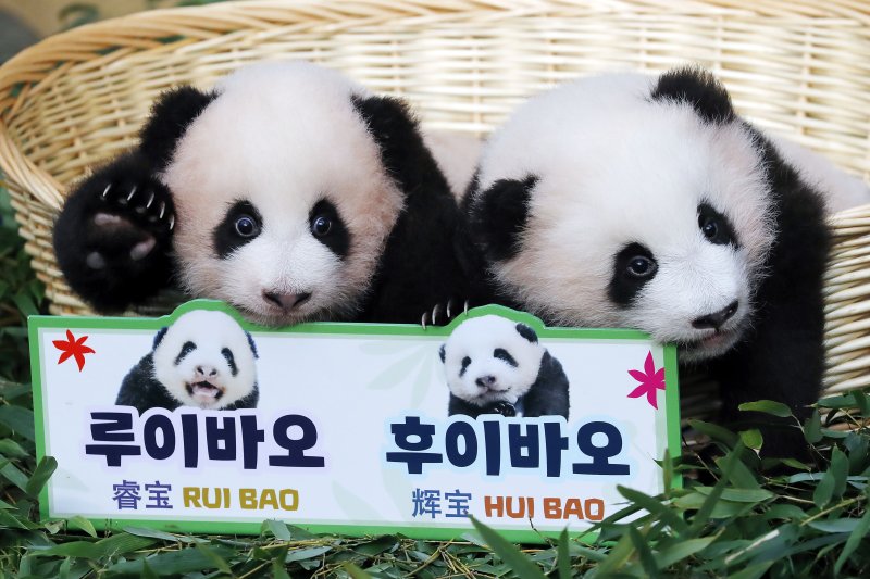 [용인=뉴시스] 최동준 기자 = 12일 경기 용인시 에버랜드 동물원 판다월드에서 판다 커플 러바오와 아이바오 사이에서 태어난 쌍둥이 아기 판다 루이바오, 후이바오가 공개되고 있다. 2023.10.12. photocdj@newsis.com
