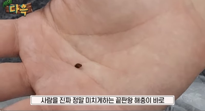 매트 들췄다가 '깜짝'...인천 사우나에서 발견된 '골칫거리'