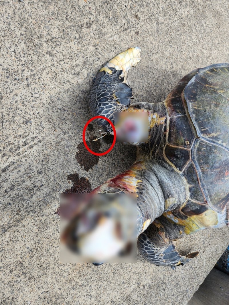 지난 14일 낮 12시20분쯤 서귀포시 법환포구 인근 해상에서 발견된 푸른바다거북 사체.(서귀포해양경찰서 제공) /사진=뉴스1