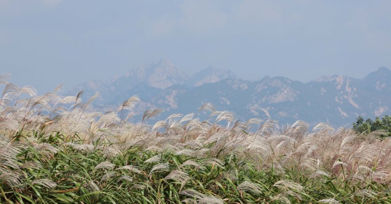 15일 서울 마포구 하늘공원에서 서울억새축제가 열리고 있다. 이번 억새축제에는 오는 20일까지 열리며 축제 기간 중에는 오후 10시까지 하늘공원을 개방한다. 2023.10.15/뉴스1 ⓒ News1 신웅수 기자
