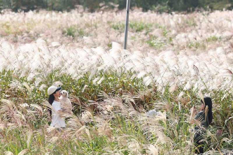 15일 서울 마포구 하늘공원에서 열린 서울억새축제에서 시민들이 억새밭을 거닐며 가을을 만끽하고 있다. 이번 억새축제에는 오는 20일까지 열리며 축제 기간 중에는 오후 10시까지 하늘공원을 개방한다. 2023.10.15/뉴스1 ⓒ News1 신웅수 기자