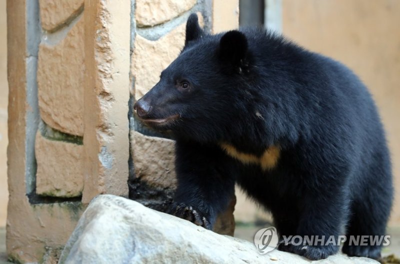 2021년 10월 웅담 농장서 구출된 새끼 반달곰 (출처=연합뉴스)