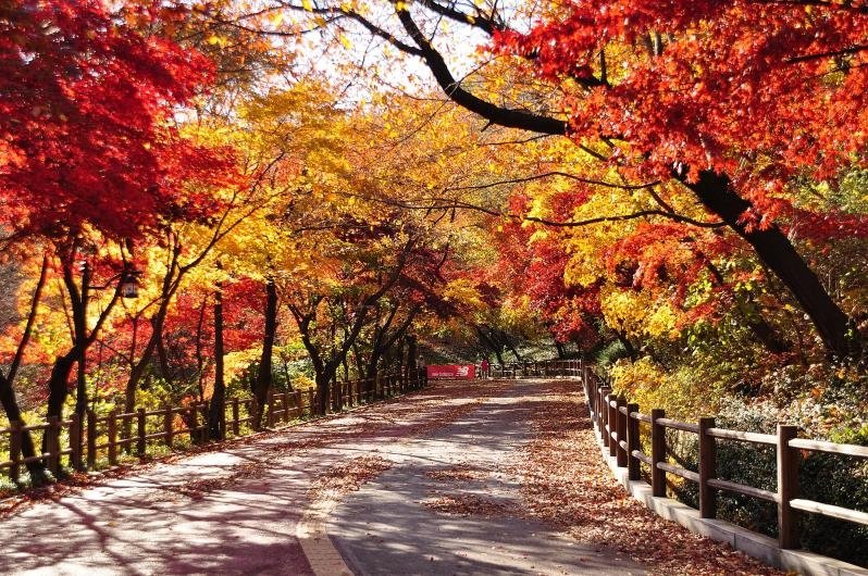서울시는 가을의 정취를 즐길 수 있는 '서울 단풍길 99선'을 선정·발표했다. 사진은 남산 북측 순환로. 서울시 제공