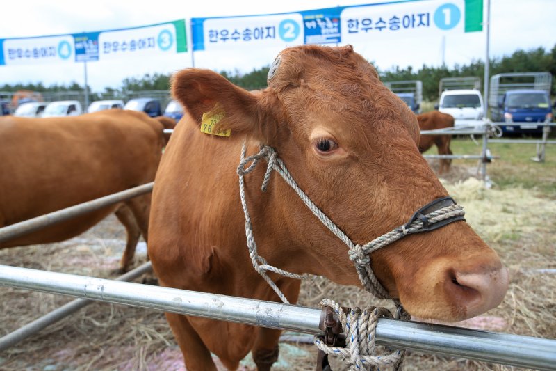 제주 서귀포시 조랑말체험공원 일원에서 '제2회 제주 한·흑우 경진대회'가 진행되고 있다. 사진=뉴시스