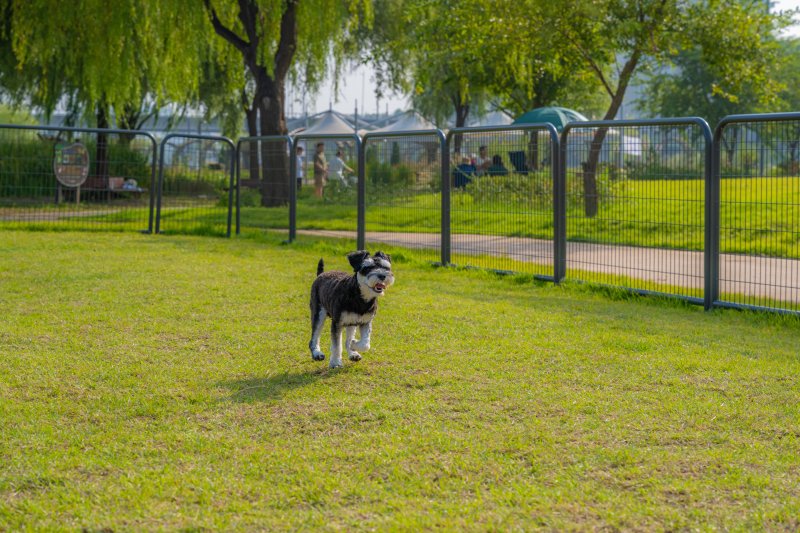 안양천 반려견 쉼터에서 뛰어노는 반려견(서울관광재단 제공)