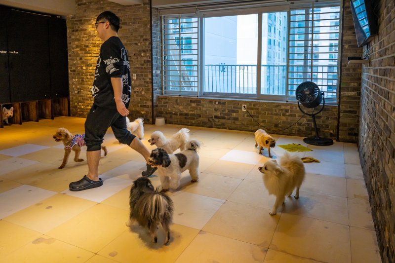 애견카페 멍 소형견룸(서울관광재단 제공)