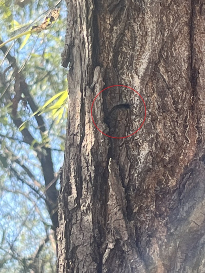 나무 위 미국흰불나방 유충 [촬영 김정진]