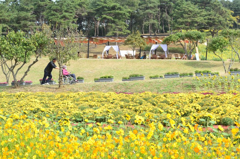 24일 전남 화순군 도곡면 일원에서 열리고 있는 2023 화순 고인돌 가을꽃축제 현장을 찾은 관람객들이 형형색색의 꽃들을 감상하고 있다. 2023.10.24/뉴스1 ⓒ News1 박지현 수습기자