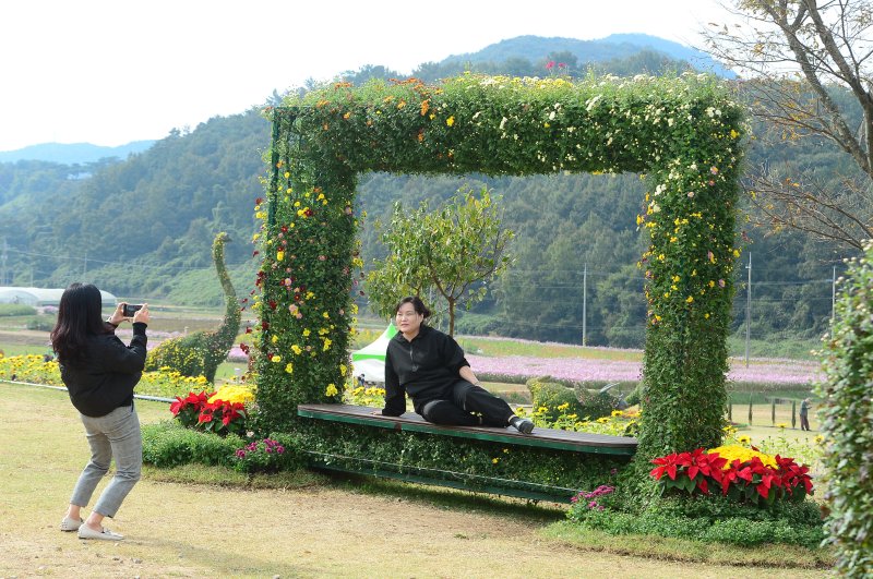 24일 전남 화순군 도곡면 일원에서 열리는 '2023 화순 고인돌 가을꽃 축제'에서 관람객이 사진을 찍고 있다. 2023.10.24/뉴스1 ⓒ News1 박지현 수습기자