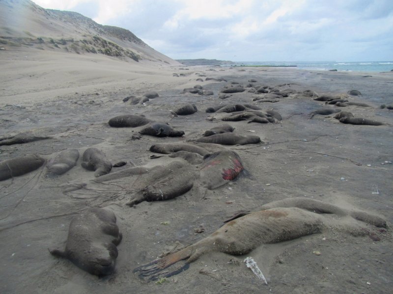 아르헨티나 해안가에서 발견된 남방코끼리물범 사체/사진=아르헨티나 야생동물보존협회 보도자료,연합뉴스