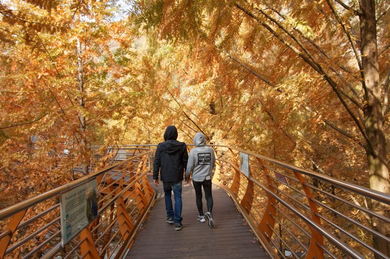 장태산자연휴양림의 메타세쿼이아는 가을이 되면 주황빛으로 물들어가며 단풍 못지않은 아름다움을 뽐낸다.