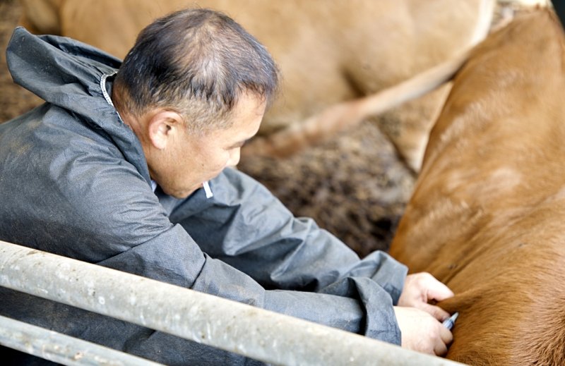 소 럼피스킨병 확진농가 47곳...의심신고 7건