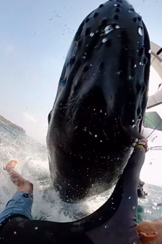 서핑하다 혹등고래와 충돌한 50대 남성의 고백 "몇 초간..."