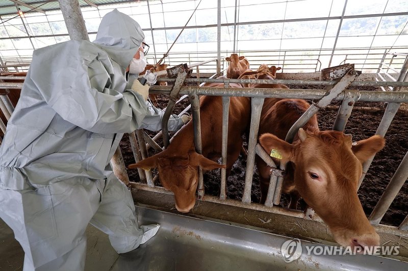 럼피스킨병 백신 접종 (서산=연합뉴스) 김준범 기자 = 23일 오후 충남 서산시 부석면 봉락리 한 축산농가에서 농협 관계자가 소 바이러스성 질병인 럼피스킨병 백신을 접종하고 있다. 2023.10.23 psykims@yna.co.kr (끝) /사진=연합뉴스