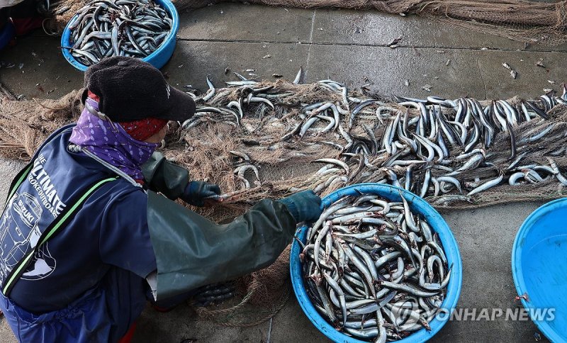 양미리 첫 조업부터 그물 가득 양미리 첫 조업부터 그물 가득 (강릉=연합뉴스) 유형재 기자 = 1일 강원 강릉시 주문진항에서 주민들이 조업이 시작된 동해안 겨울별미인 양미리를 그물에서 떼어내는 작업으로 바쁘다. 2023.11.1 yoo21@yna.co.kr (끝)