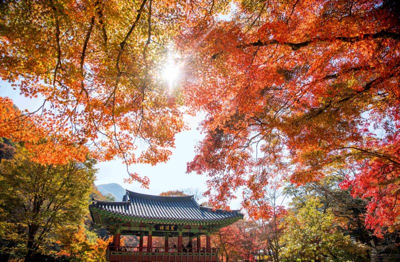 가수 신형원·양수경, 백양사 가을 산사음악회 무대 오른다 - 파이낸셜뉴스