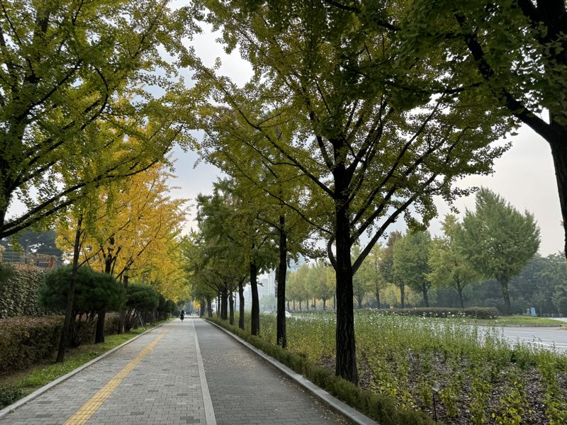 서울 송파구 위례성대로 은행나무 가로수길