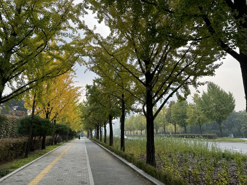 "단풍 보러 멀리 가지 마세요"...산림청,'형형색색' 도시가로수길 추천