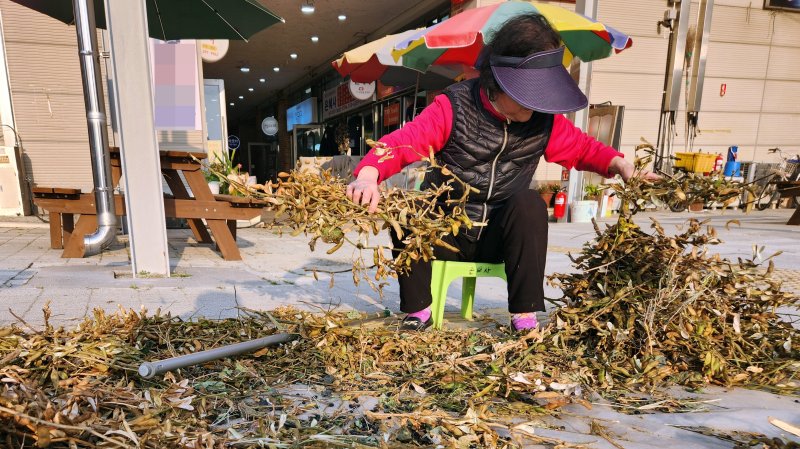 4 지난 1일 전북 완주 삼례시장 앞에서 한 상인이 콩을 털고 있다. 사진=강인 기자