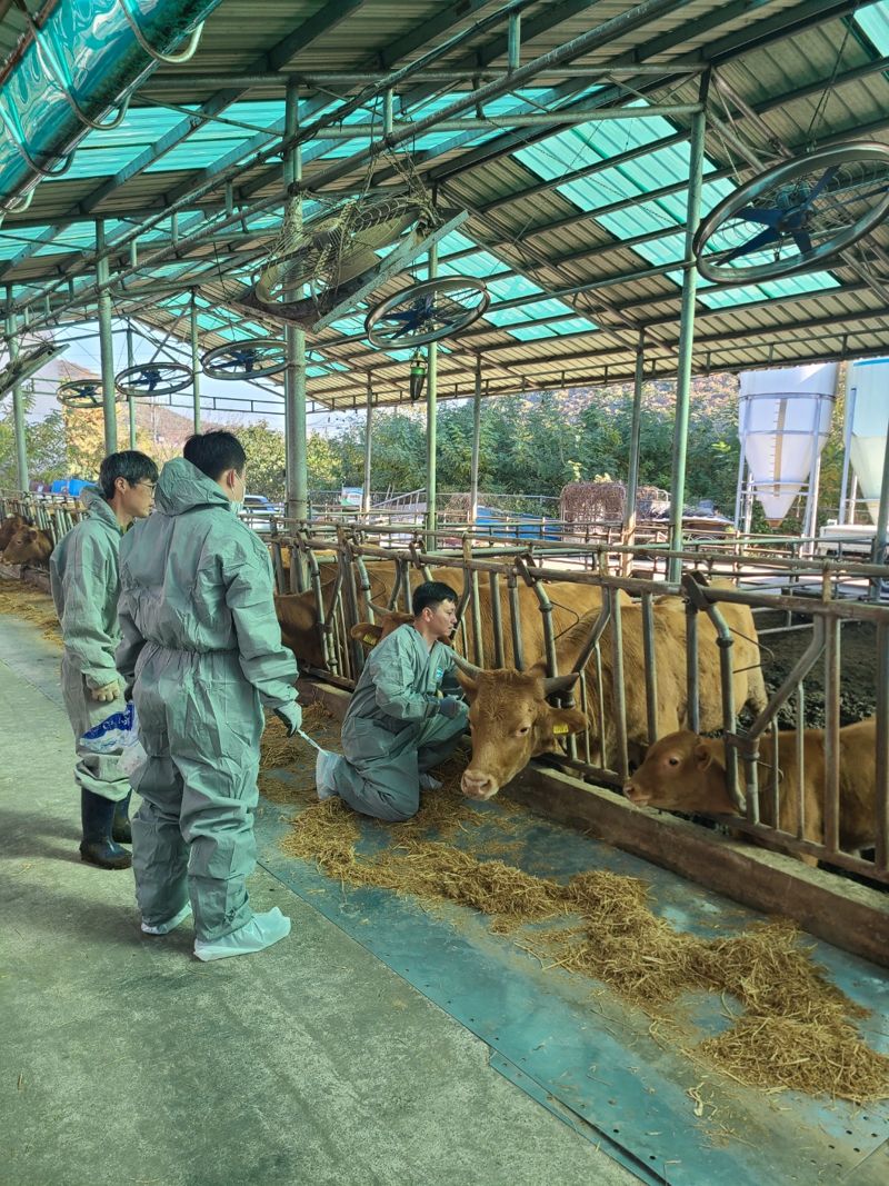 경기도, 럼피스킨병 백신접종 완료...항체 완성은 11월말