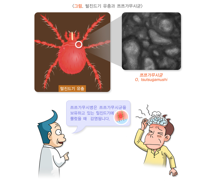 털진드기 유충과 쯔쯔가무시균 /사진=질병관리청 국가건강정보포털