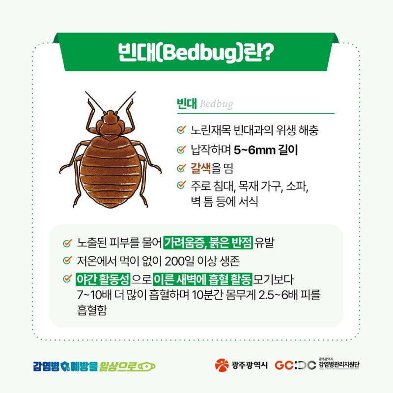 광주시 감염병관리지원단 빈대 카드뉴스.(광주시 제공)/뉴스1 ⓒ News1 박준배 기자 /사진=뉴스1
