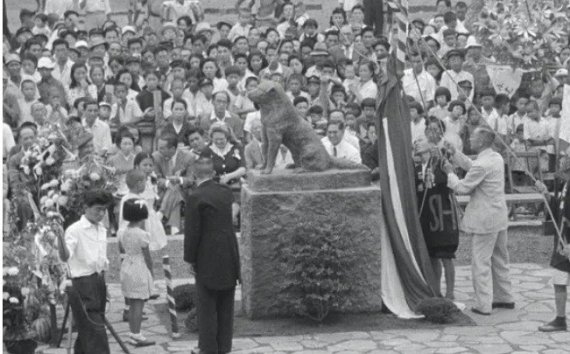 1948년 시부야역 앞에서 부활한 충견 하치코 동상 제막식. 시부야구 향토박물관 제공