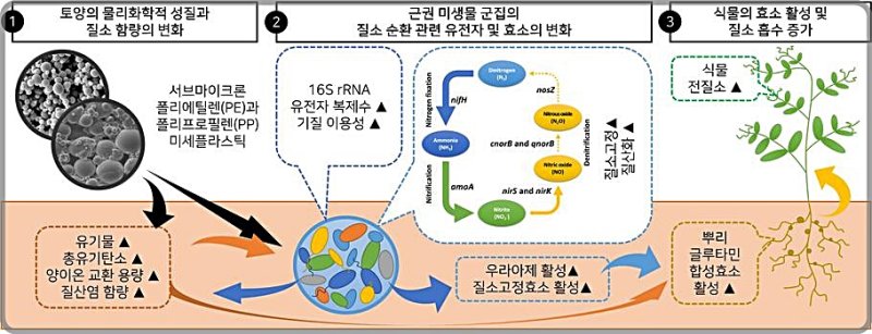 [대전=뉴시스] 미세플라스틱 노출에 따른 질소 순환 모식도.(사진=KIT 제공) *재판매 및 DB 금지