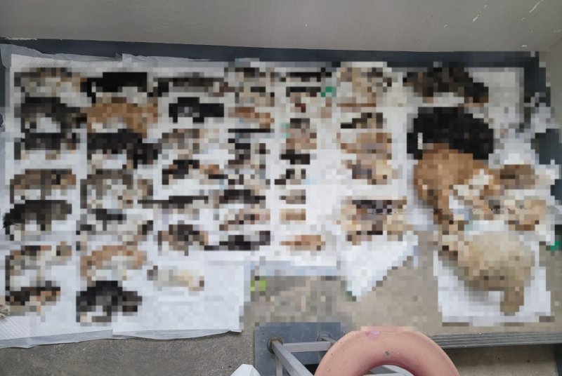 충남 천안시에 거주하는 A씨의 집 냉장고에서 지난 16일 고양이 사체 57마리가 발견됐다. A씨의 집에는 수백 여 마리의 사체가 보관 중인 것으로 추정된다. 동물과의 아름다운 이야기 제공