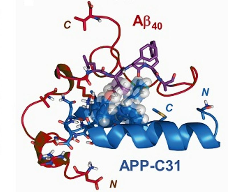 'APP-C31' 단백질이 뇌 신경세포 속에서 아밀로이드-베타가 뭉치는 것과 독성을 일으킨다. KAIST 제공