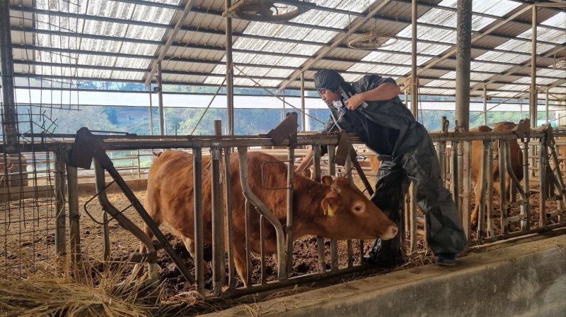 정읍지역 한 축산농가의 소에 럼피스킨병 백신이 접종되고 있다. *재판매 및 DB 금지