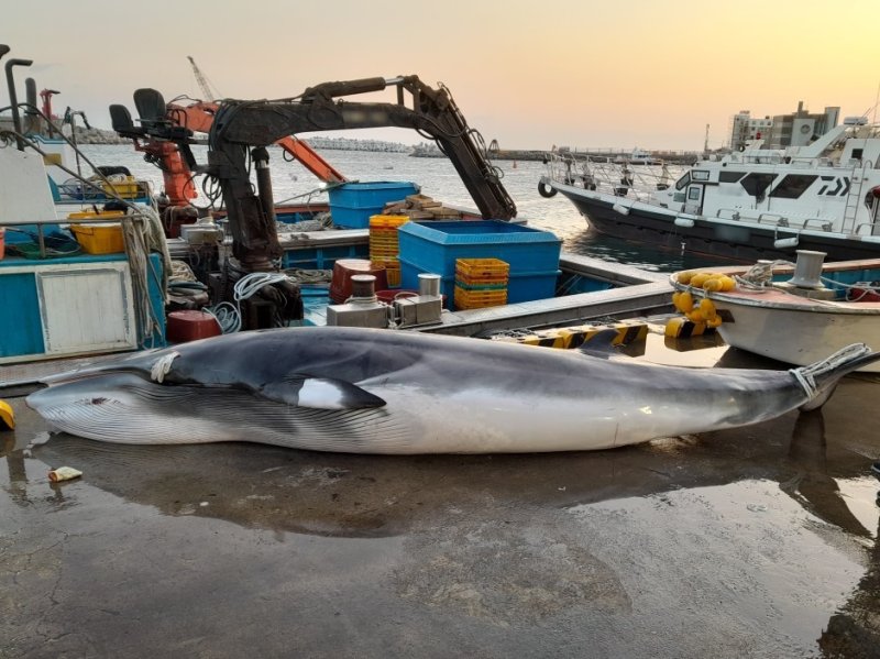 '바다의 로또' 밍크고래, 포항 앞바다서 죽은채 발견.. 얼마에 팔렸나