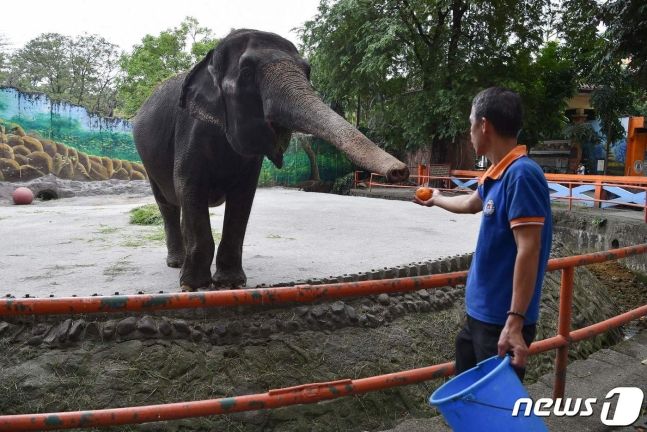 '세계에서 가장 슬픈 코끼리'로 불렸던 필리핀 마닐라 동물원의 코끼리 '말리'가 사망했다. 2019년 1월 사육사가 준 먹이를 먹기 위해 코를 뻗는 말리 모습. 사진=뉴스1(AFP) /사진=뉴스1