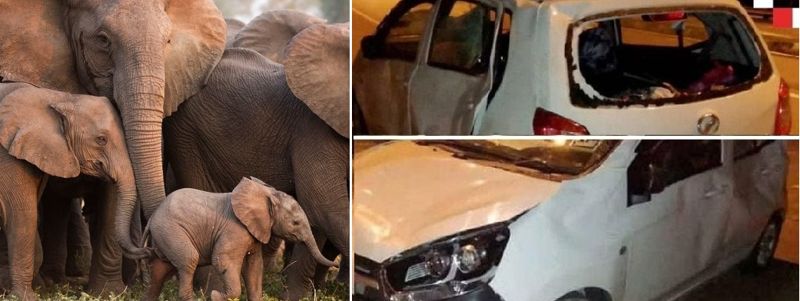 코끼리 떼에게 보복공격을 받은 남성의 차량. 사진=X(트위터) 캡처