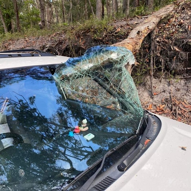 호주 북동부 퀸즐랜드 주 크가리(K’gari) 섬의 멕켄지 호수 인근에서 최근 커다란 나무가 차량을 덮치는 사고가 발생했다. /사진=페이스북 캡처,서울신문