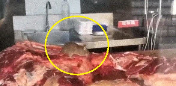 중국의 한 훠궈 체인점에서 쥐 한 마리가 주방 작업대에 놓인 고기를 뜯어 먹고 있는 모습. 웨이보
