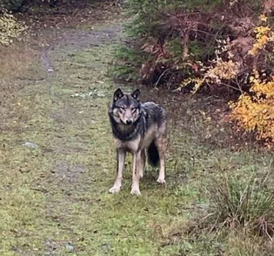 캐나다에서 산책 중인 시민의 손을 물고 반려견을 잡아간 것으로 추정되는 늑대개. 사진=캐나다 FLED(유기견구조대) 페이스북
