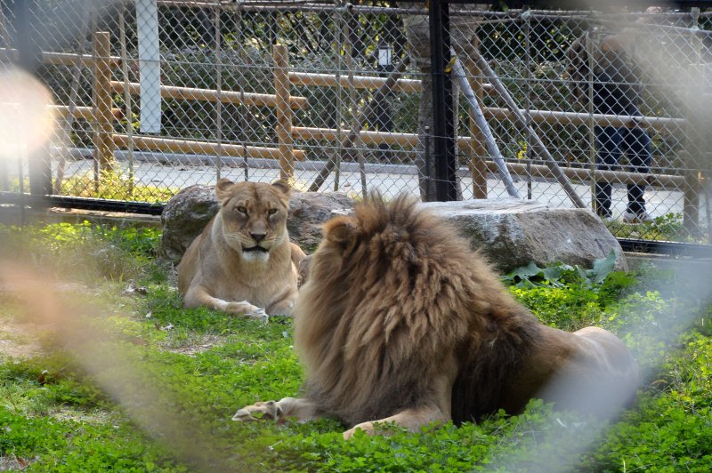 5일 환경부에 따르면 앞으로 동물원은 등록제에서 허가제로 전환되고 등록된 동물원이 아니면 야생동물을 전시할 수 없다. 사진은 충북 청주시 상당구 청주동물원에 있는 사자 모습./뉴시스