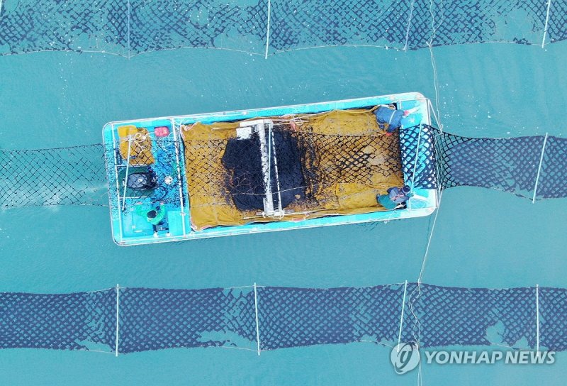 태안서 '유기농 김' 채취 한창 태안서 '유기농 김' 채취 한창 (태안=연합뉴스) 충남 태안군 남면 진산어촌계 어민들이 5일 기둥에 달린 김발에서 바닷물에 잠겼다가 햇볕에 노출되기를 반복하며 재배된 김을 채취하고 있다. 태안 3개 어촌계가 248.2㏊에서 이같이 지주식으로 김을 재배하는데, 지주식 김은 재배과정에서 병충해 방지 약품을 쓰지 않아 '유기농 김'으로 불린다. 2023.12.5 [태안군 제공. 재판매 및 DB 금지] cobra@yna.co.kr (끝)