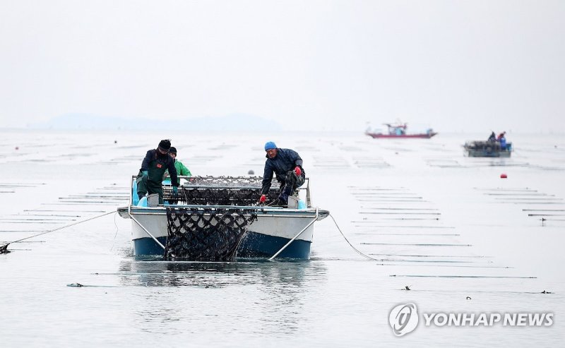 태안서 '유기농 김' 채취 한창 태안서 '유기농 김' 채취 한창 (태안=연합뉴스) 충남 태안군 남면 진산어촌계 어민들이 5일 기둥에 달린 김발에서 바닷물에 잠겼다가 햇볕에 노출되기를 반복하며 재배된 김을 채취하고 있다. 태안 3개 어촌계가 248.2㏊에서 이같이 지주식으로 김을 재배하는데, 지주식 김은 재배과정에서 병충해 방지 약품을 쓰지 않아 '유기농 김'으로 불린다. 2023.12.5 [태안군 제공. 재판매 및 DB 금지] cobra@yna.co.kr (끝)