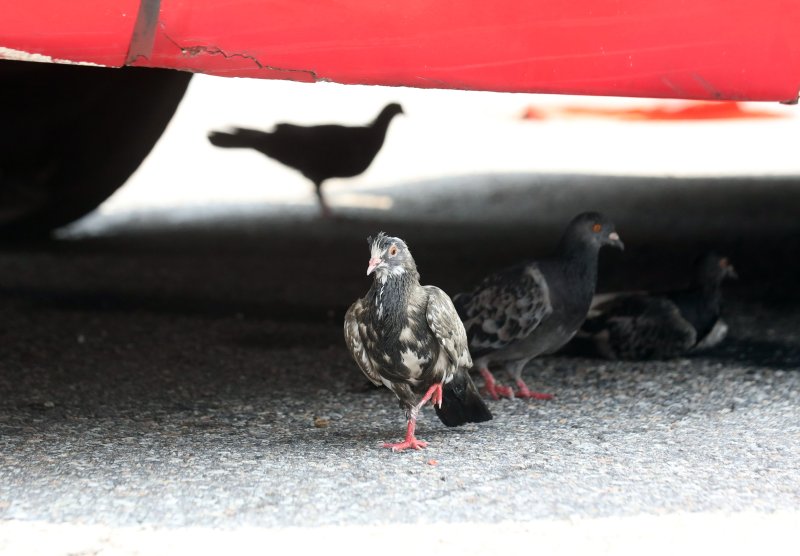 비둘기(자료사진). 뉴스1