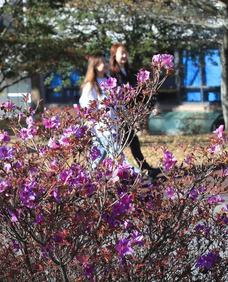 [제주=뉴시스] 우장호 기자 = 낮 기온이 20도를 웃도는 등 포근한 날씨를 보이는 8일 오후 제주대학교 교정에 봄꽃인 철쭉이 활짝 피어나 이색 정취를 자아내고 있다. 2023.12.08. woo1223@newsis.com